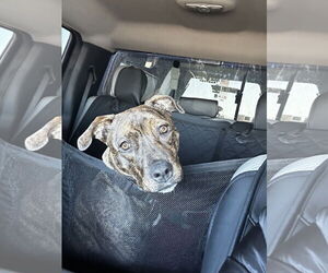 American Pit Bull Terrier-Unknown Mix Dogs for adoption in Fort Collins, CO, USA