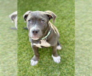 American Pit Bull Terrier-Unknown Mix Dogs for adoption in Corona, CA, USA