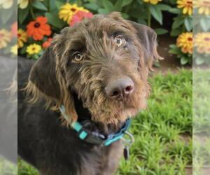 Miniature Labradoodle Dogs for adoption in San Diego, CA, USA