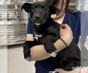 Labrador Retriever-Unknown Mix Dogs for adoption in Washington, DC, USA