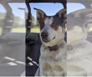Mutt Dogs for adoption in Ben Wheeler, TX, USA