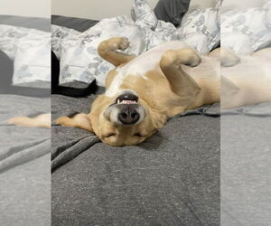 American Foxhound-Golden Retriever Mix Dogs for adoption in St. Augustine, FL, USA