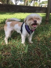 Havashu Dogs for adoption in Davie, FL, USA