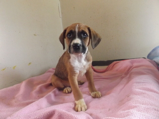 Medium Photo #1 Boxer-Jack Russell Terrier Mix Puppy For Sale in Zaleski, OH, USA