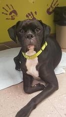 Medium Photo #6 Boxer Puppy For Sale in Lake Ann, MI, USA