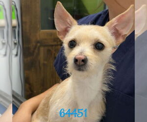 Mutt Dogs for adoption in Chico, CA, USA