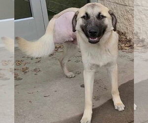 Anatolian Shepherd-Unknown Mix Dogs for adoption in McKinney, TX, USA