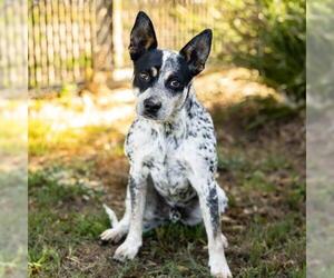 Mutt Dogs for adoption in Camarillo, CA, USA