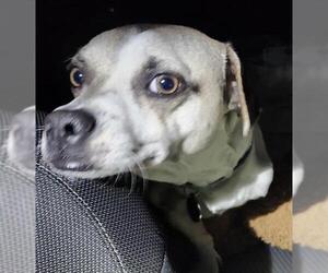 Labrador Retriever-Unknown Mix Dogs for adoption in San Antonio, TX, USA