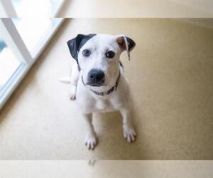 Pointer-Unknown Mix Dogs for adoption in Dedham, MA, USA