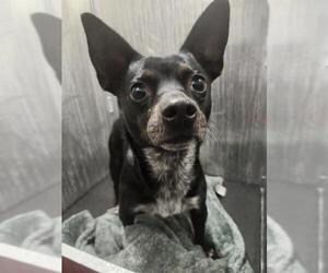 Chihuahua-Unknown Mix Dogs for adoption in San Antonio, TX, USA