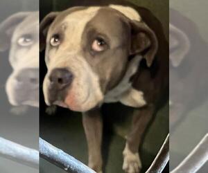 American Staffordshire Terrier-Unknown Mix Dogs for adoption in Downey, CA, USA