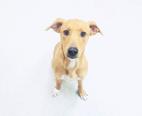 Mutt Dogs for adoption in Spokane, WA, USA