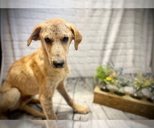 Labrador Retriever-Unknown Mix Dogs for adoption in Raleigh, NC, USA