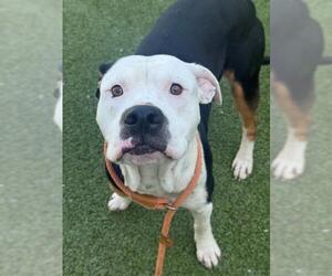 American Pit Bull Terrier-Unknown Mix Dogs for adoption in Fayetteville, NC, USA