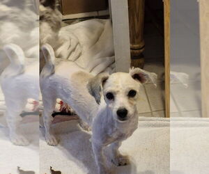 Havanese Dogs for adoption in Caldwell, NJ, USA