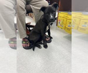 American Pit Bull Terrier-Unknown Mix Dogs for adoption in Oklahoma City, OK, USA