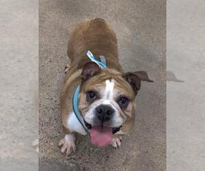 Bulldog Dogs for adoption in St. Louis Park, MN, USA