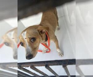 Chihuahua Dogs for adoption in Houston, TX, USA