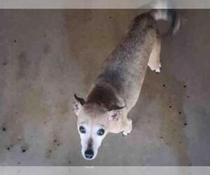 Chihuahua Dogs for adoption in Chula Vista, CA, USA