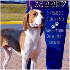 English Foxhound-Unknown Mix Dogs for adoption in Woodbridge, VA, USA