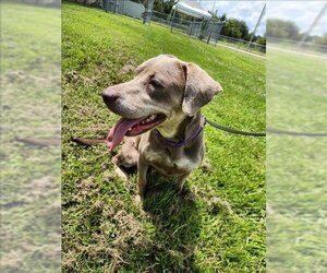 Labrador Retriever Dogs for adoption in Vero Beach, FL, USA