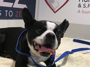 Boston Terrier Dogs for adoption in pomona, CA, USA
