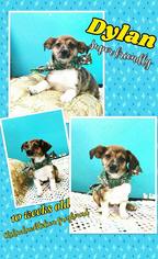 Chihuahua Dogs for adoption in Ponca City, OK, USA