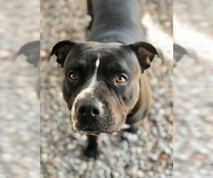 American Bulldog-American Staffordshire Terrier Mix Dogs for adoption in Washougal, WA, USA