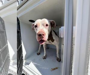 American Pit Bull Terrier-Unknown Mix Dogs for adoption in Houston, TX, USA
