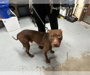 American Pit Bull Terrier-Unknown Mix Dogs for adoption in Ocala, FL, USA