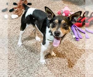 Rat Terrier Dogs for adoption in Mattoon, IL, USA