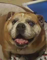 Bulldog Dogs for adoption in Odessa , FL, USA