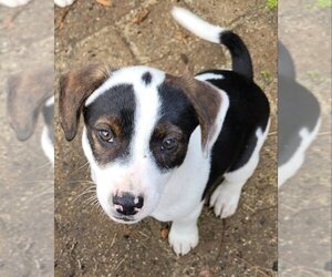 Huskies -Labrador Retriever Mix Dogs for adoption in Rocky Mount, NC, USA