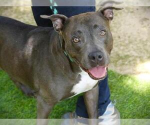 American Staffordshire Terrier-Unknown Mix Dogs for adoption in Tallahassee, FL, USA