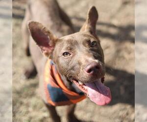 Labrador Retriever-Unknown Mix Dogs for adoption in San Antonio, TX, USA