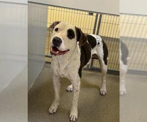 Mutt Dogs for adoption in West Valley, UT, USA