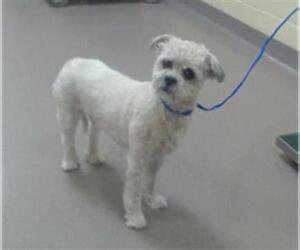 Shih Tzu Dogs for adoption in Denver, CO, USA