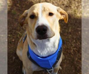 Labrador Retriever-Unknown Mix Dogs for adoption in San Antonio, TX, USA