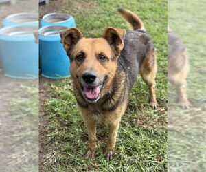 German Shepherd Dog Dogs for adoption in Riverside, CA, USA