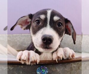 Medium Photo #7 Huskies -Labrador Retriever Mix Puppy For Sale in Sheridan, CO, USA