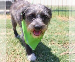 Mutt Dogs for adoption in San Antonio, TX, USA
