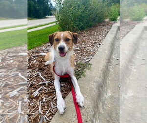 Mutt Dogs for adoption in Minneapolis, MN, USA