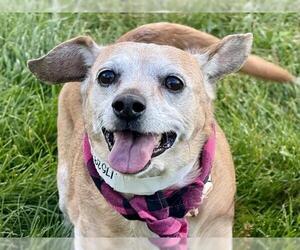 Chihuahua-Unknown Mix Dogs for adoption in Pueblo, CO, USA