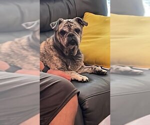 Frenchie Pug Dogs for adoption in Indianapolis, IN, USA