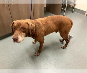 Labrador Retriever-Unknown Mix Dogs for adoption in Baytown, TX, USA