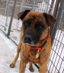 Mutt Dogs for adoption in Priest River, ID, USA