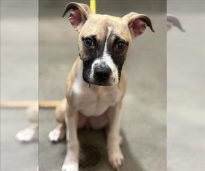 American Bulldog-Unknown Mix Dogs for adoption in Forestville, MD, USA