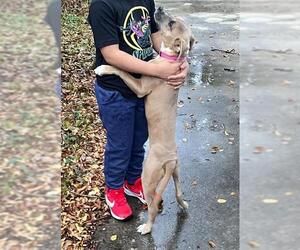 American Staffordshire Terrier-Unknown Mix Dogs for adoption in San Antonio, TX, USA