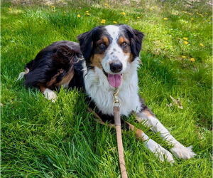 Australian Shepherd Dogs for adoption in Cuyahoga Falls , OH, USA